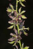 Wood's Bunchflower, Melanthium woodii