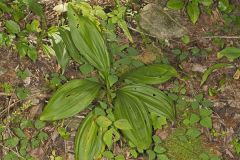 Wood's Bunchflower, Melanthium woodii