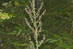 Wood's Bunchflower, Melanthium woodii