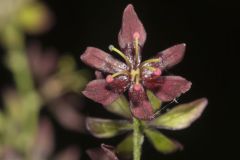 Wood's Bunchflower, Melanthium woodii