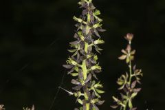 Wood's Bunchflower, Melanthium woodii