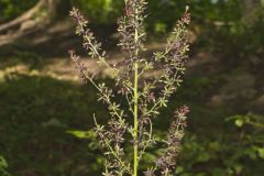 Wood's Bunchflower, Melanthium woodii