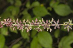 Wood's Bunchflower, Melanthium woodii