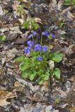 Woolly Blue Violet, Viola sororia