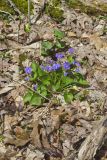 Woolly Blue Violet, Viola sororia
