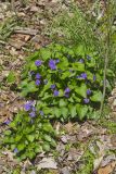 Woolly Blue Violet, Viola sororia