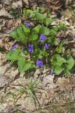 Woolly Blue Violet, Viola sororia