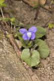 Woolly Blue Violet, Viola sororia