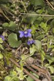 Woolly Blue Violet, Viola sororia