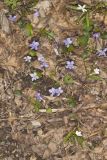Woolly Blue Violet, Viola sororia
