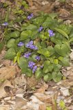 Woolly Blue Violet, Viola sororia