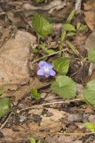 Woolly Blue Violet, Viola sororia