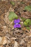 Woolly Blue Violet, Viola sororia