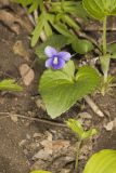 Woolly Blue Violet, Viola sororia