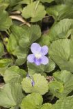 Woolly Blue Violet, Viola sororia