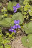 Woolly Blue Violet, Viola sororia
