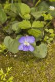Woolly Blue Violet, Viola sororia