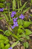 Woolly Blue Violet, Viola sororia