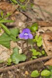 Woolly Blue Violet, Viola sororia