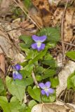 Woolly Blue Violet, Viola sororia