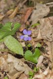 Woolly Blue Violet, Viola sororia