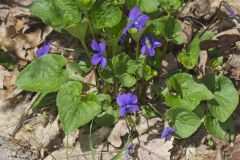 Woolly Blue Violet, Viola sororia