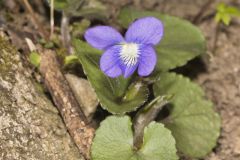 Woolly Blue Violet, Viola sororia