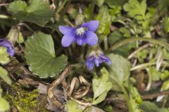 Woolly Blue Violet, Viola sororia