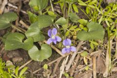 Woolly Blue Violet, Viola sororia