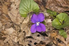 Woolly Blue Violet, Viola sororia
