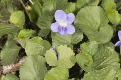 Woolly Blue Violet, Viola sororia
