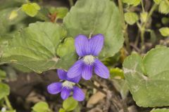 Woolly Blue Violet, Viola sororia