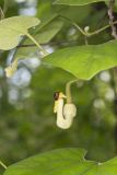Woolly Dutchman's Pipe, Aristolochia tomentosa