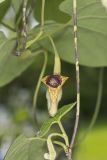 Woolly Dutchman's Pipe, Aristolochia tomentosa