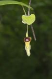 Woolly Dutchman's Pipe, Aristolochia tomentosa