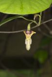 Woolly Dutchman's Pipe, Aristolochia tomentosa
