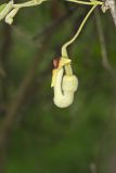 Woolly Dutchman's Pipe, Aristolochia tomentosa