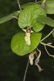 Woolly Dutchman's Pipe, Aristolochia tomentosa