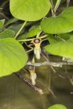 Woolly Dutchman's Pipe, Aristolochia tomentosa