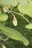 Woolly Dutchman's Pipe, Aristolochia tomentosa
