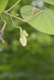 Woolly Dutchman's Pipe, Aristolochia tomentosa