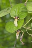 Woolly Dutchman's Pipe, Aristolochia tomentosa