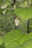 Woolly Dutchman's Pipe, Aristolochia tomentosa
