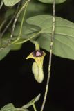Woolly Dutchman's Pipe, Aristolochia tomentosa