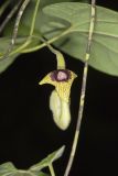 Woolly Dutchman's Pipe, Aristolochia tomentosa