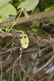 Woolly Dutchman's Pipe, Aristolochia tomentosa