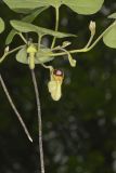 Woolly Dutchman's Pipe, Aristolochia tomentosa