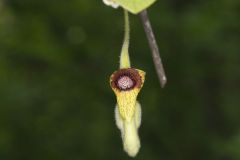 Woolly Dutchman's Pipe, Aristolochia tomentosa