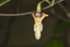 Woolly Dutchman's Pipe, Aristolochia tomentosa