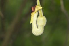 Woolly Dutchman's Pipe, Aristolochia tomentosa